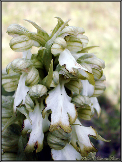 Barlia robertiana / Barlia