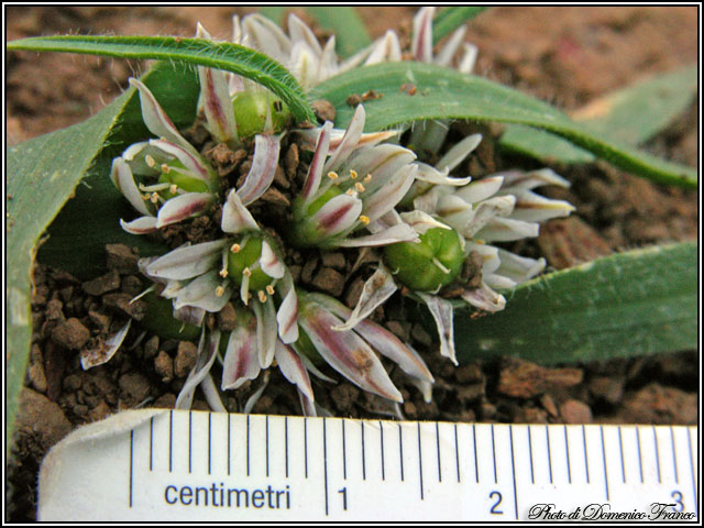 Allium chamaemoly / Aglio minuscolo