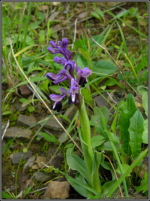 Anacamptis longicornu / Orchide cornuta