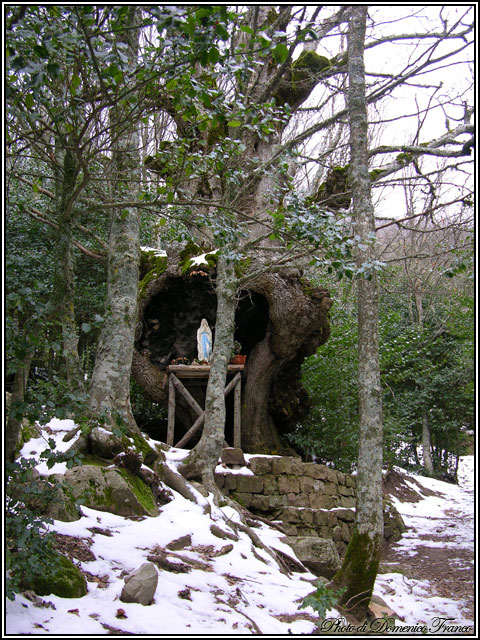 Sentiero degli Agrifogli giganti (Parco delle Madonie)