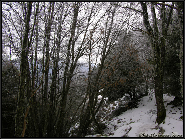 Sentiero degli Agrifogli giganti (Parco delle Madonie)