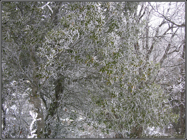 Sentiero degli Agrifogli giganti (Parco delle Madonie)