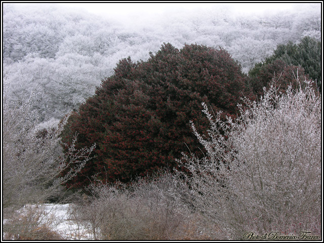 Sentiero degli Agrifogli giganti (Parco delle Madonie)