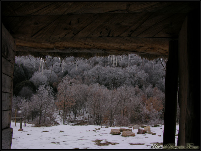 Sentiero degli Agrifogli giganti (Parco delle Madonie)