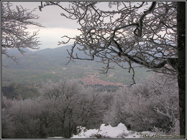 Sentiero degli Agrifogli giganti (Parco delle Madonie)