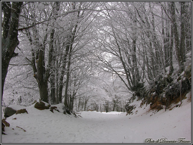 Sentiero degli Agrifogli giganti (Parco delle Madonie)