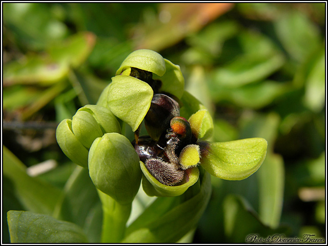 Ophrys bombyliflora