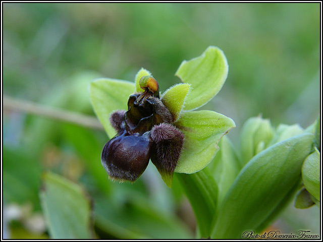 Ophrys bombyliflora