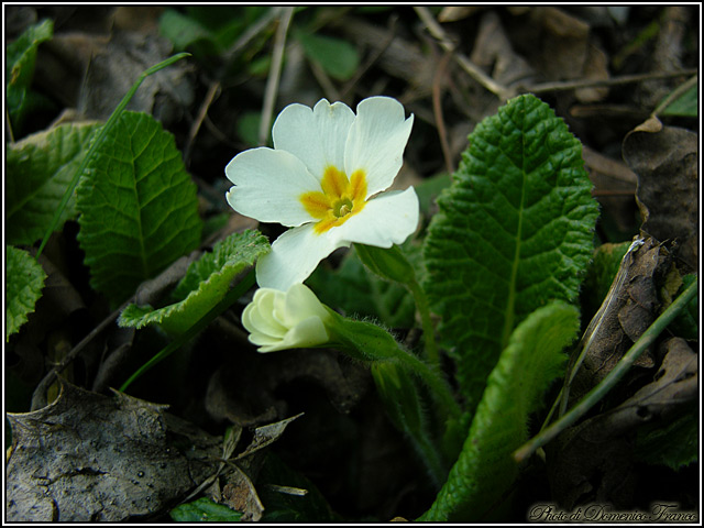 Primula vulgaris / Primula comune