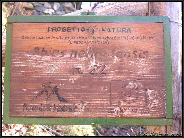 Sentiero degli Abies nebrodensis (Parco delle Madonie)