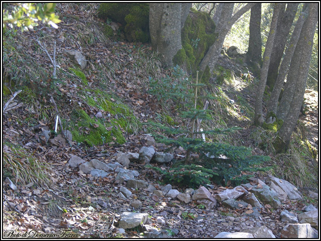 Sentiero degli Abies nebrodensis (Parco delle Madonie)