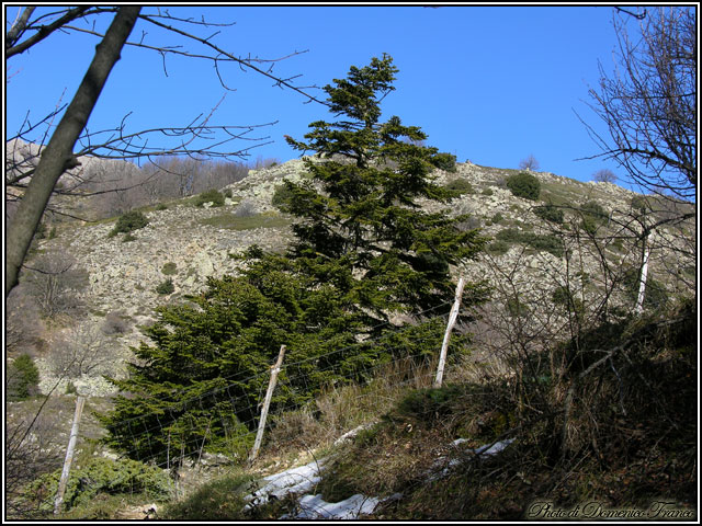 Sentiero degli Abies nebrodensis (Parco delle Madonie)
