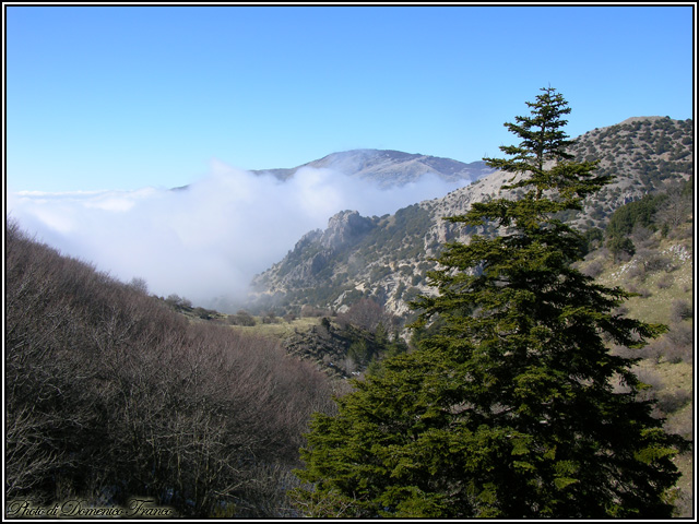 Sentiero degli Abies nebrodensis (Parco delle Madonie)
