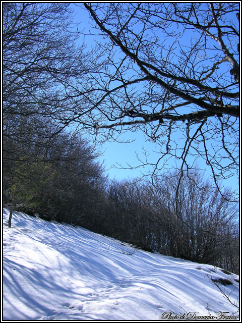 Sentiero degli Abies nebrodensis (Parco delle Madonie)