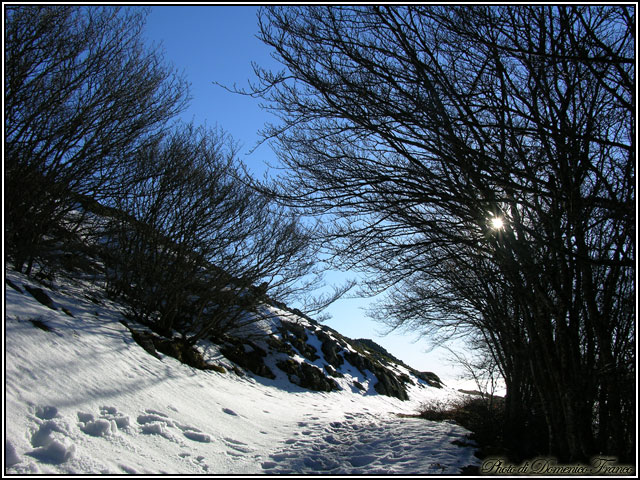 Sentiero degli Abies nebrodensis (Parco delle Madonie)