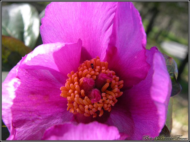 Paeonia mascula / Peonia maschio