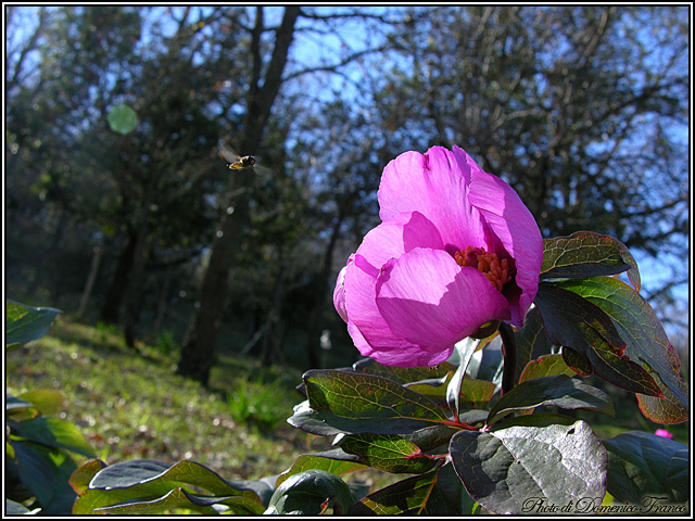 Paeonia mascula / Peonia maschio