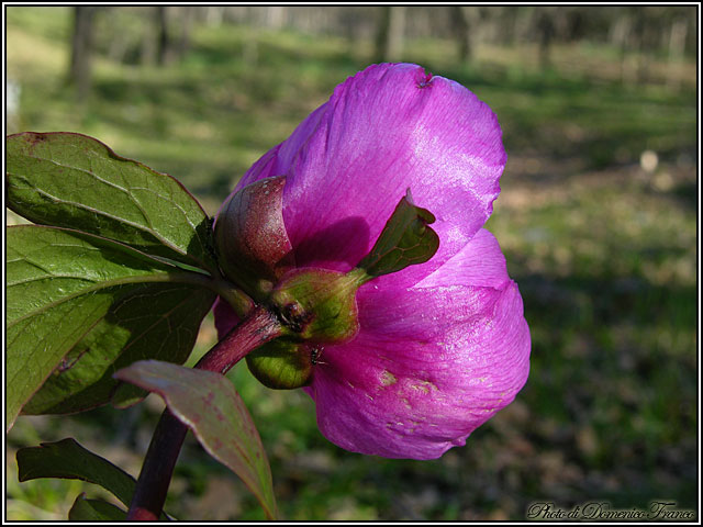 Paeonia mascula / Peonia maschio