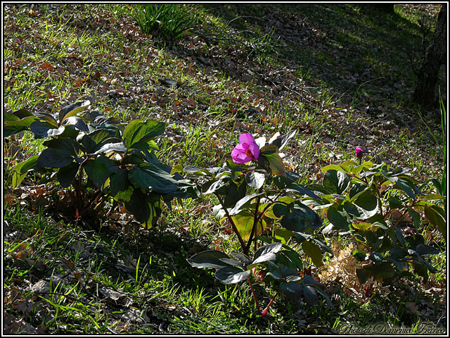 Paeonia mascula / Peonia maschio