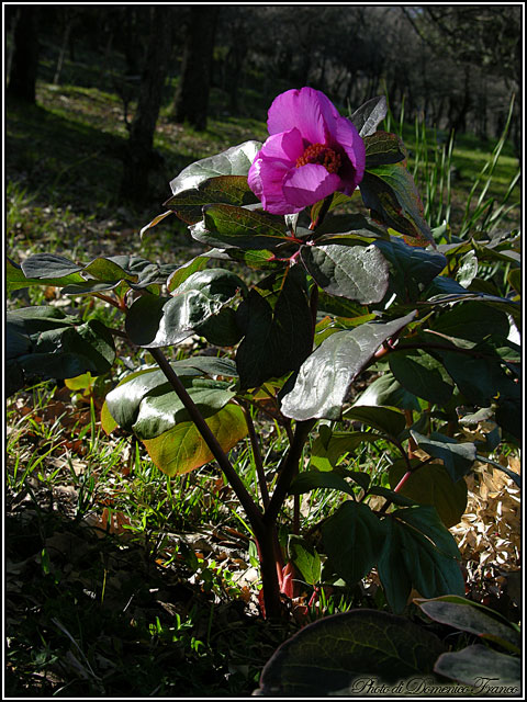 Paeonia mascula / Peonia maschio