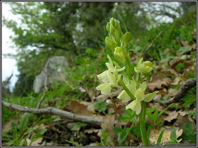 Orchis provincialis