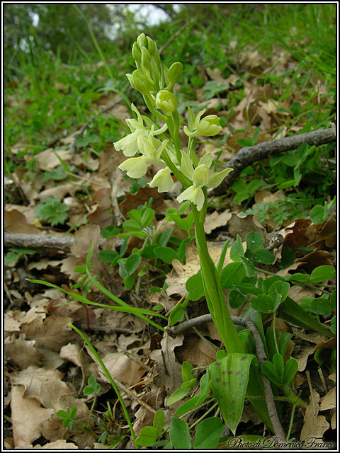 Orchis provincialis