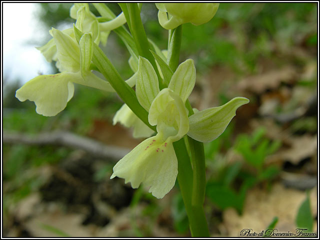 Orchis provincialis