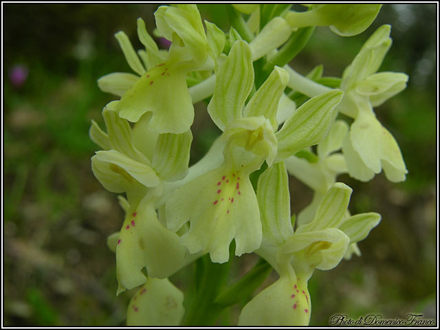 Orchis provincialis