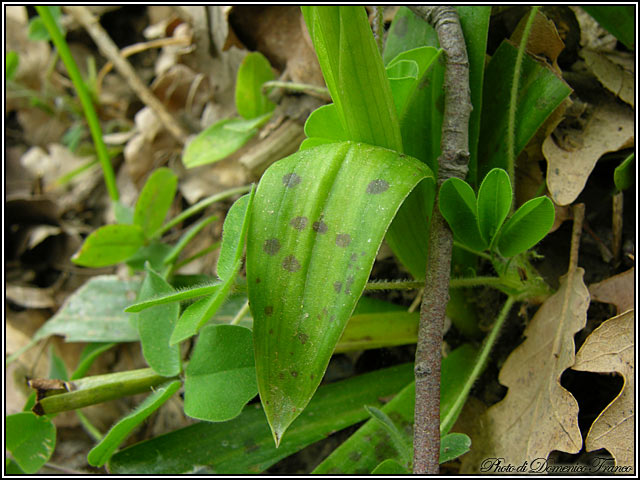 Orchis provincialis