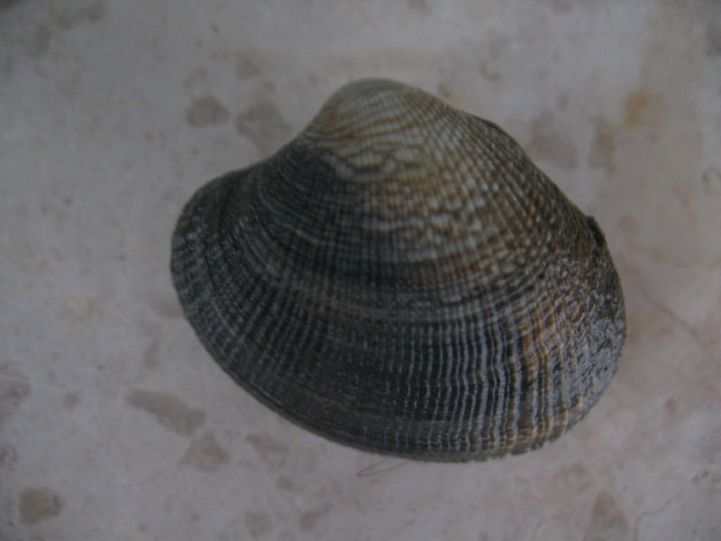 Vongole da determinare