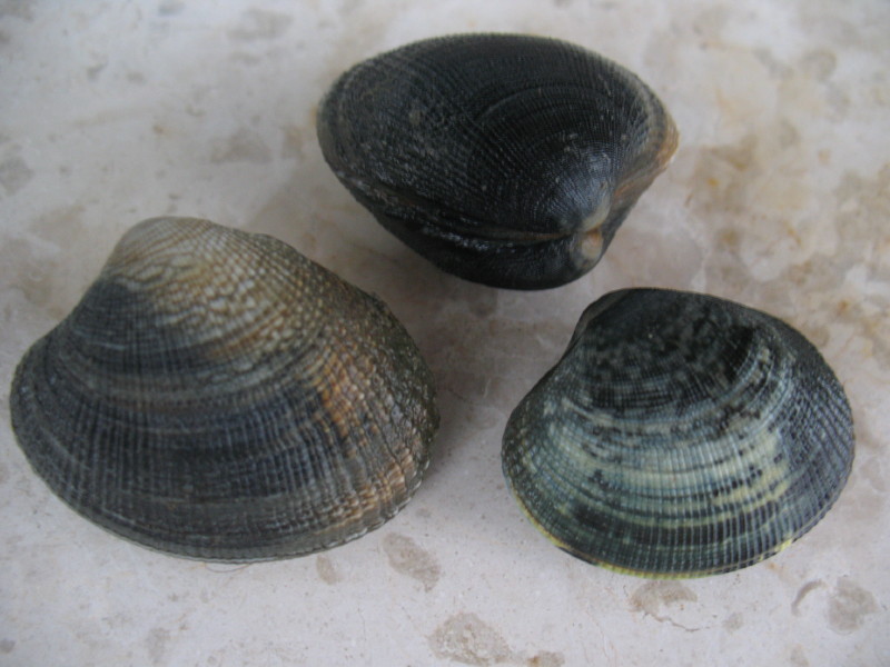 Vongole da determinare
