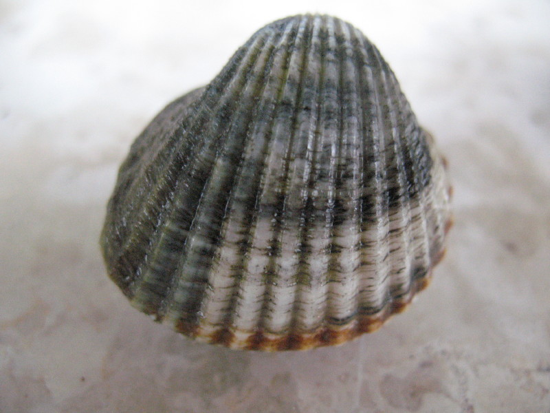 Vongole da determinare