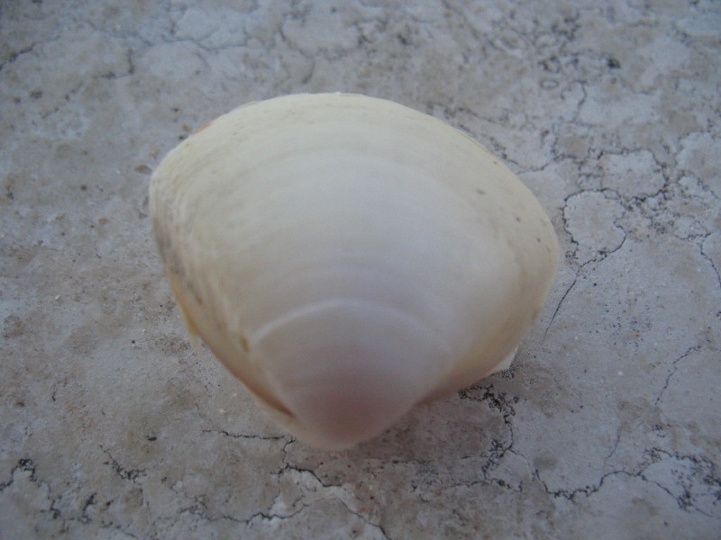 Affioranti sulla spiaggia