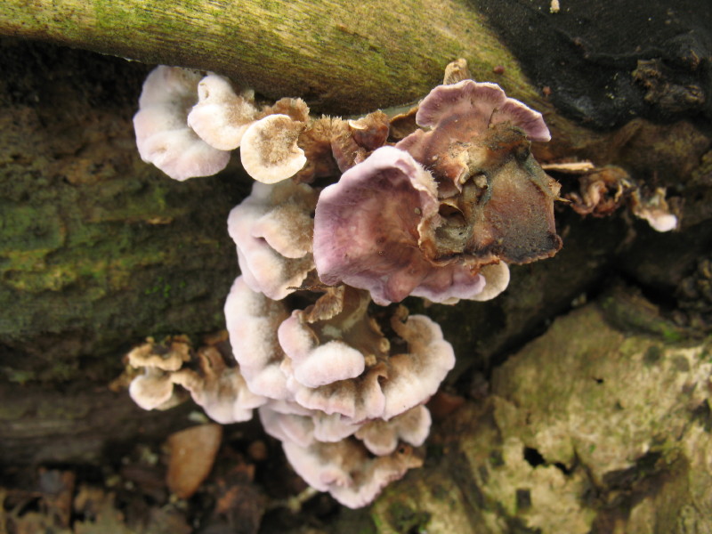 Polyporacea