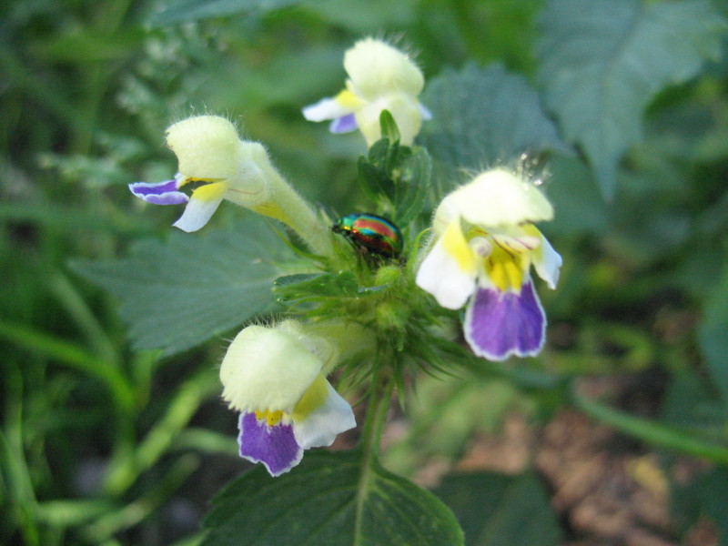 Galeopsis speciosa / Galeopside splendida