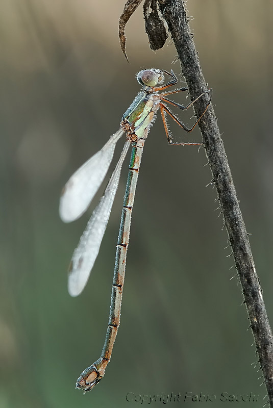 Chalcolestes viridis con brina