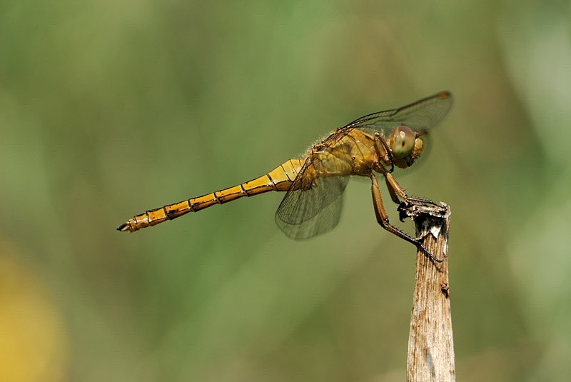 Immaturi di Orthetrum coerulescens (Odonata, Libellulidae)