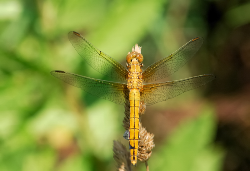 Immaturi di Orthetrum coerulescens (Odonata, Libellulidae)