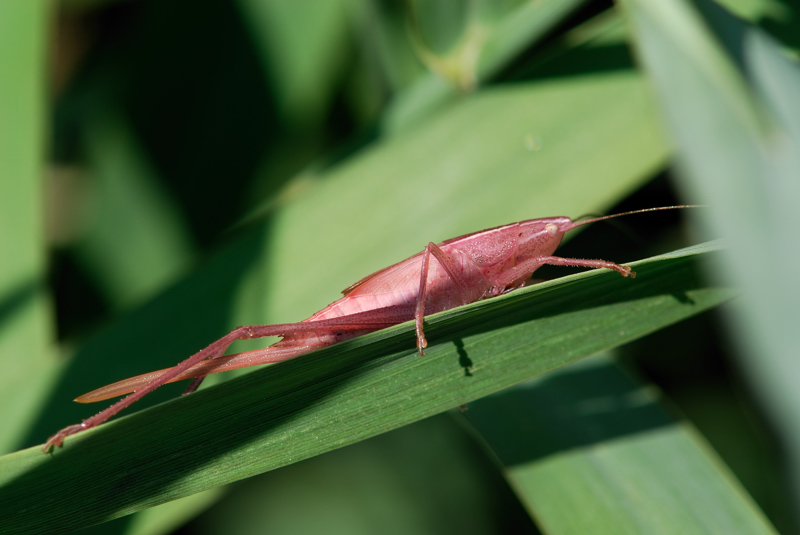 Ortottero rosa/fucsia: Ninfa di Ruspolia nitidula