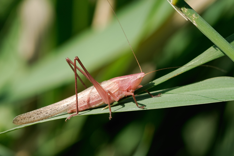 Ortottero rosa/fucsia: Ninfa di Ruspolia nitidula