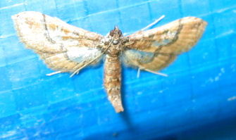 Hydriris ornatalis