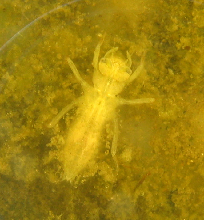 larva da identificare