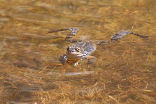 Rane innamorate - Pelophylax sp.
