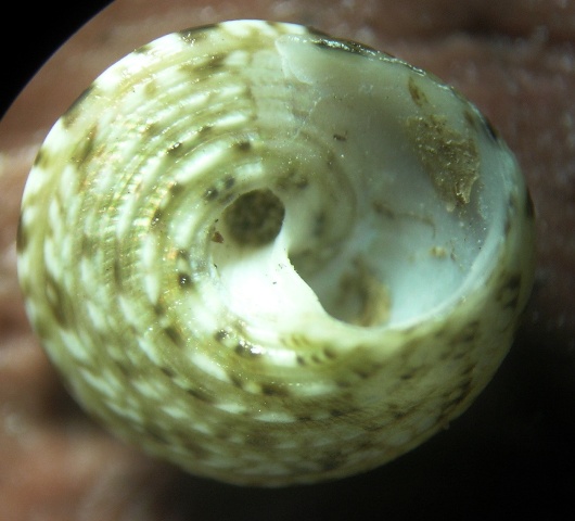 Trochoidea e affini nel Mediterraneo
