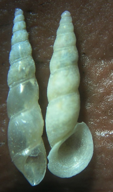 Rissoidae genere Rissoa