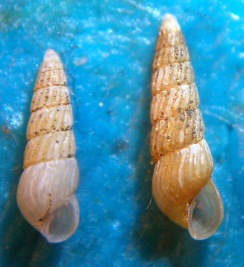 Chrysallida terebellum