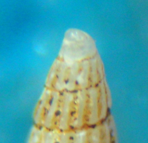 Chrysallida terebellum