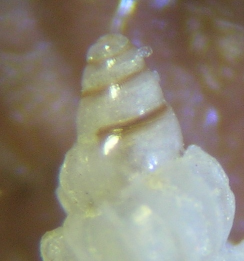 Epitonium tiberii