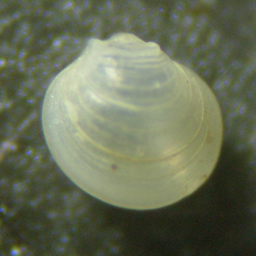 Mancikellia divae