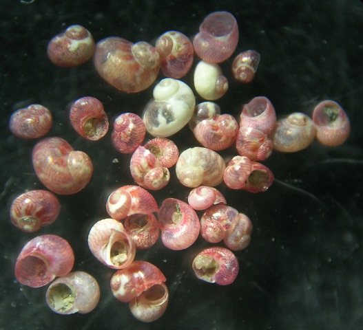 Tricolia deschampsi